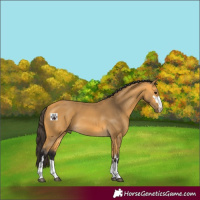 Horse Color:Buckskin 