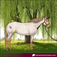 Horse Color:Red Dun Roan
