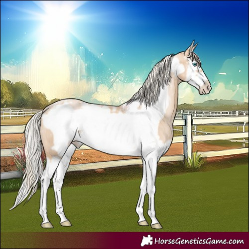 Horse Color:Powder White Palomino Pearl Splash Frame Rabicano 