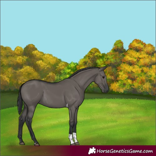 Horse Color:Grullo Tobiano 
