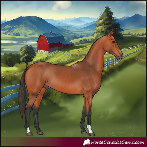 Horse Color:Bay 