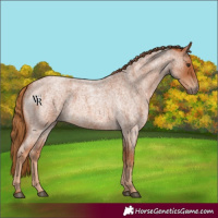 Horse Color:Red Roan