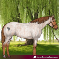 Horse Color:Red Roan 
