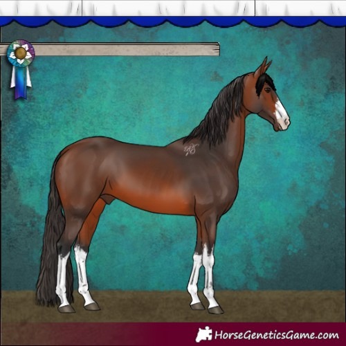 Horse Color:White Spotted Bay 