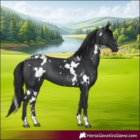 Horse Color:White Spotted Black