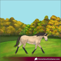 Horse Color:Buckskin 