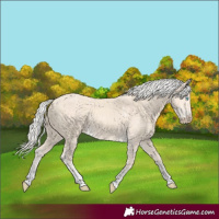 Horse Color:Cremello Tobiano