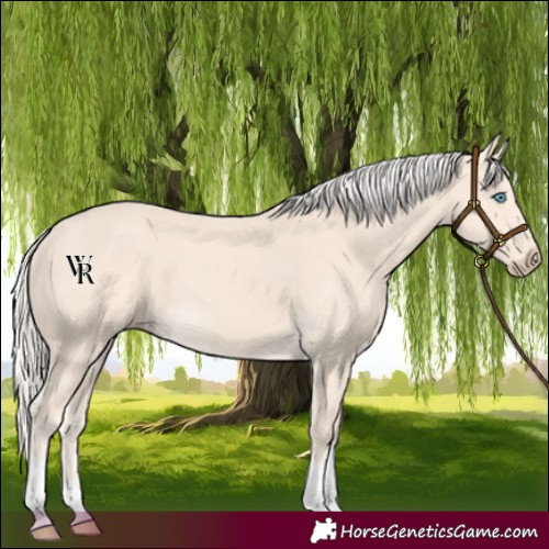 Horse Color:Cremello Tobiano 