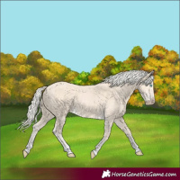 Horse Color:Cremello Tobiano