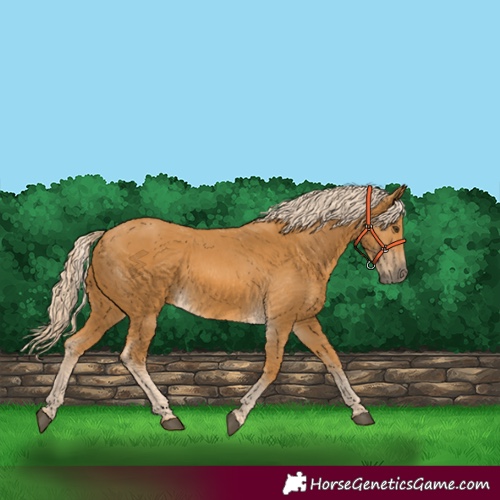 Horse Color:Palomino 