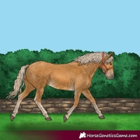 Horse Color:Palomino 