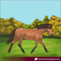 Horse Color:Bay 