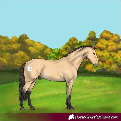Horse Color:Buckskin