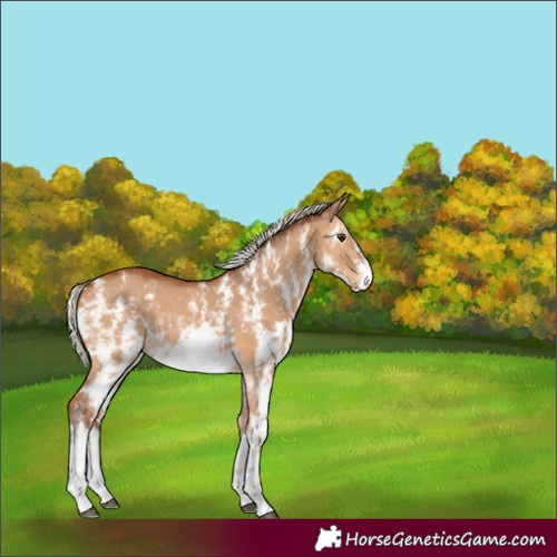 Horse Color:Silver Bay Dun Sabino Frame Rabicano 