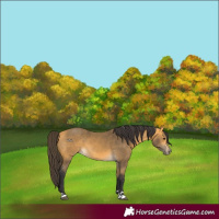 Horse Color:Buckskin 