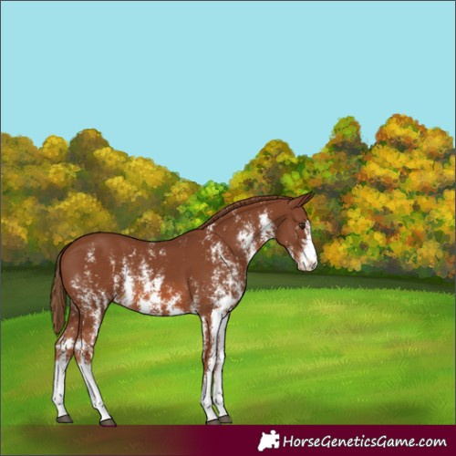 Horse Color:Chestnut Sabino 