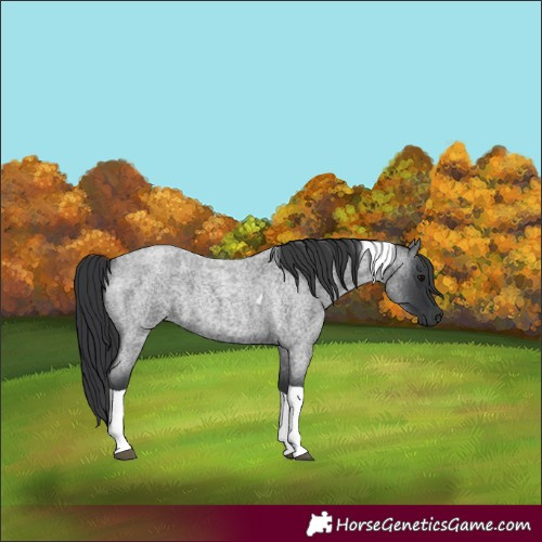 Horse Color:Blue Roan Tobiano 