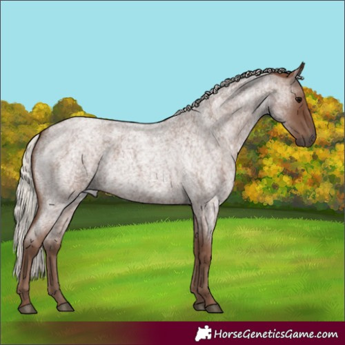 Horse Color:Silver Blue Roan 