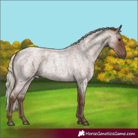 Horse Color:Silver Blue Roan 