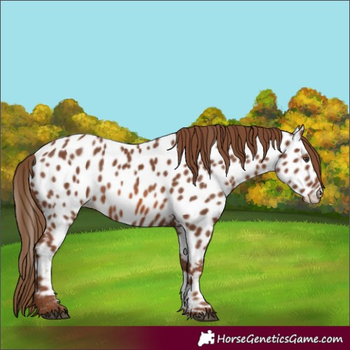 Horse Color:Chestnut Near Leopard 