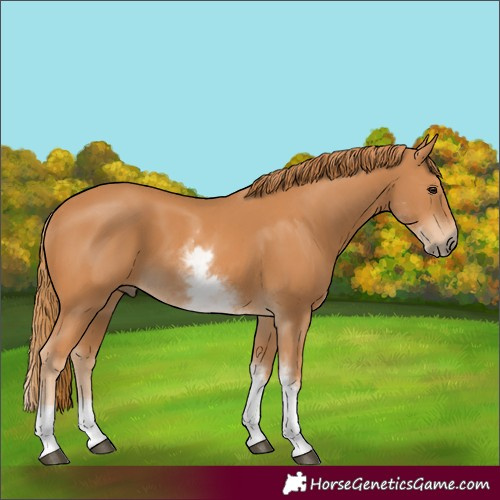 Horse Color:White Spotted Chestnut