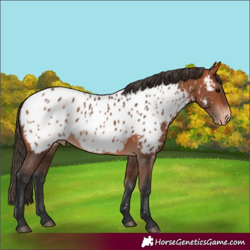 Horse Color:Bay Appaloosa