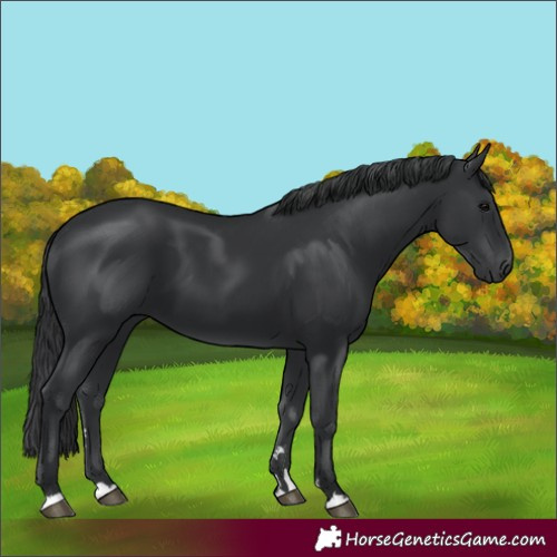 Horse Color:Black 