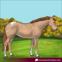 Horse Color:Red Dun Tobiano Rabicano