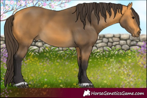 Horse Color:Buckskin 