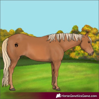 Horse Color:Chestnut 