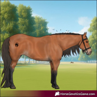 Horse Color:Bay 
