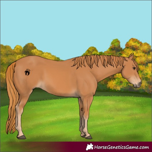Horse Color:Chestnut 