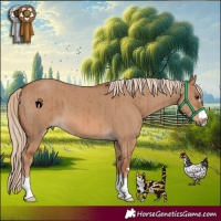 Horse Color:Red Dun Brindle 