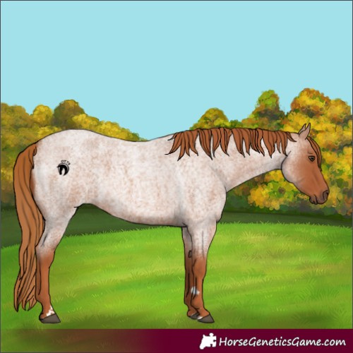 Horse Color:Red Roan 