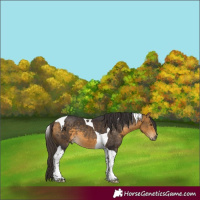 Horse Color:Buckskin Mushroom Tobiano 