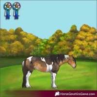 Horse Color:Buckskin Mushroom Tobiano 