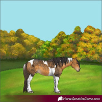 Horse Color:Buckskin Mushroom Tobiano