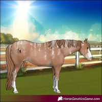 Horse Color:Powder White Black Pearl 