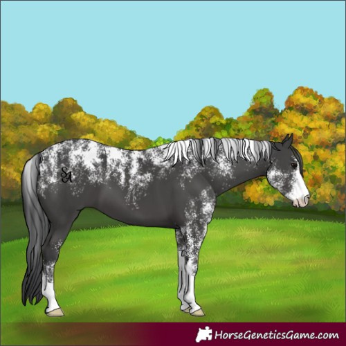 Horse Color:Powder White Black 