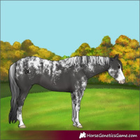 Horse Color:Powder White Black 