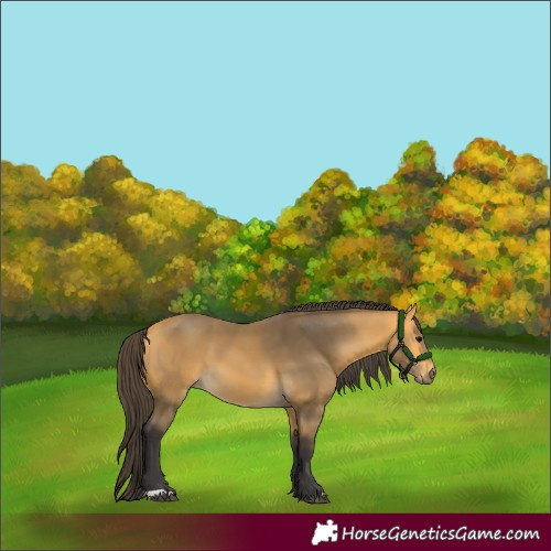 Horse Color:Buckskin 
