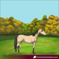 Horse Color:Buckskin 