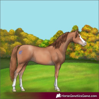 Horse Color:Gold Champagne Splash 