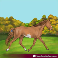 Horse Color:Chestnut Frame 