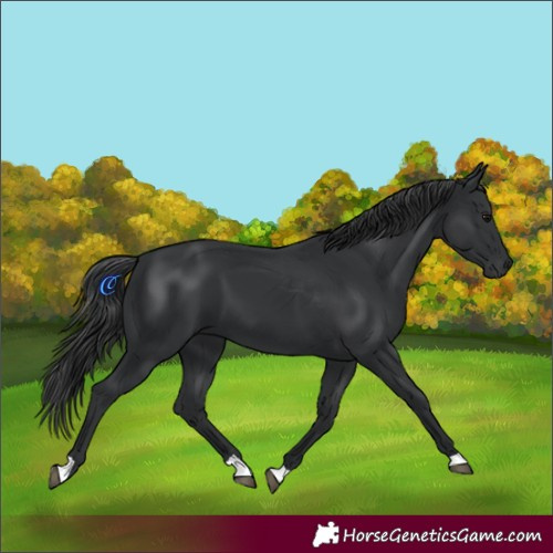 Horse Color:Black 