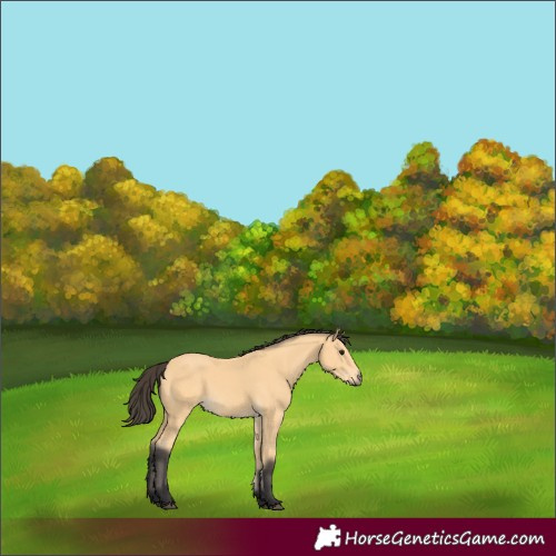 Horse Color:Buckskin 