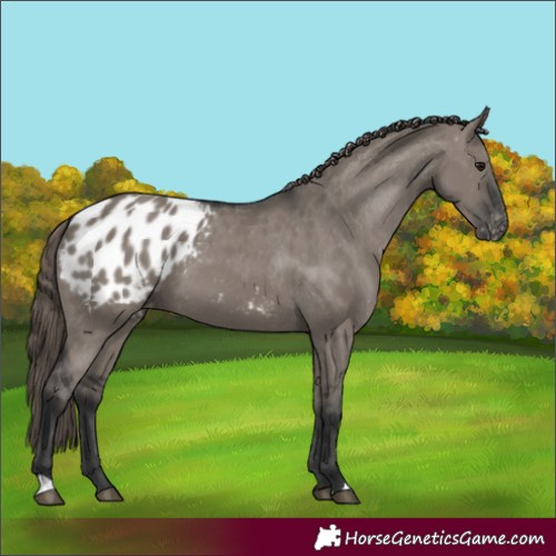Horse Color:Grullo Blanket