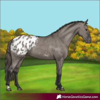 Horse Color:Grullo Appaloosa 