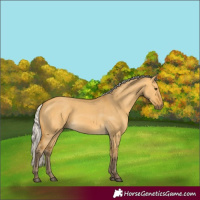 Horse Color:Silver Buckskin Dun 