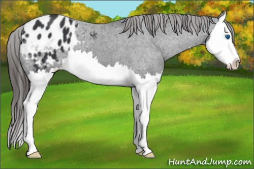 Horse Color:Black Splash Appaloosa 